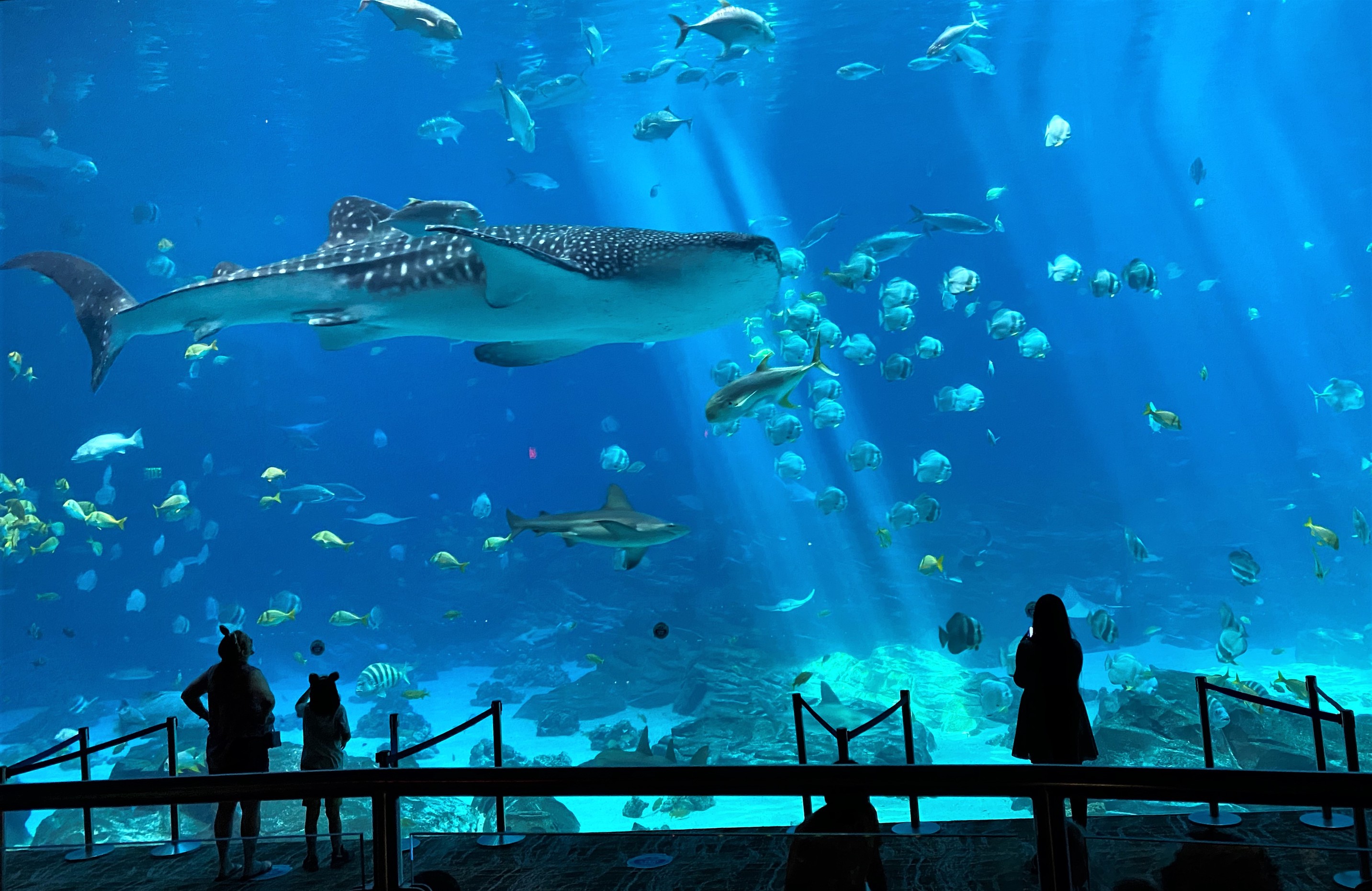 Aquarium Reopens with New Protocols to Support Guest Safety