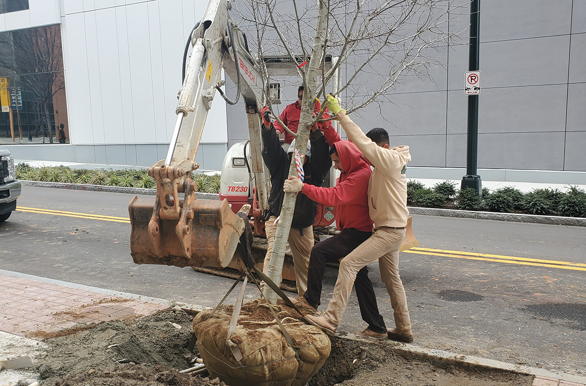 Bustos Landscaping, a Midtown Alliance contractor, works to plant a tree.