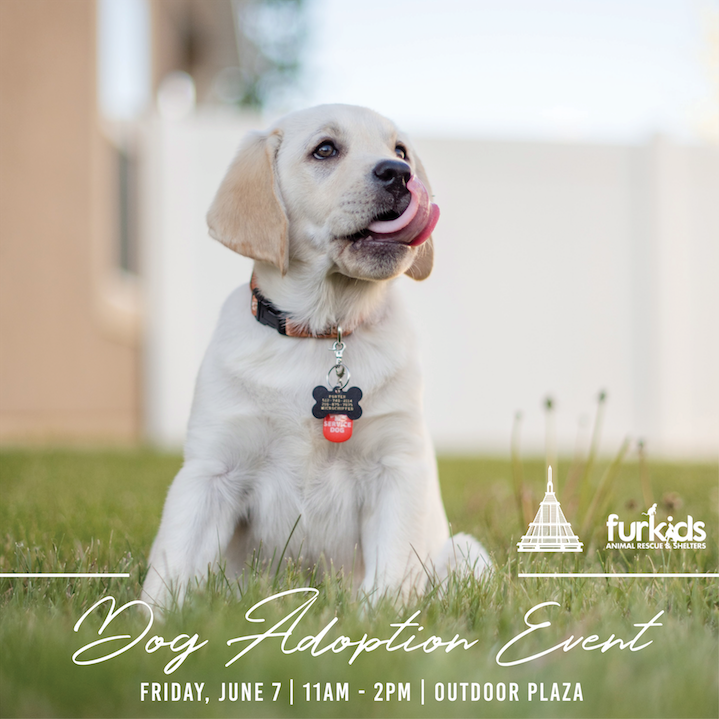 Bank Of America Plaza Furkids Partner For Free Dog Adoption Event On June 7th Midtown Alliance Atlanta Ga