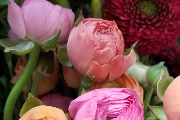Tulips & Truffles Florist
