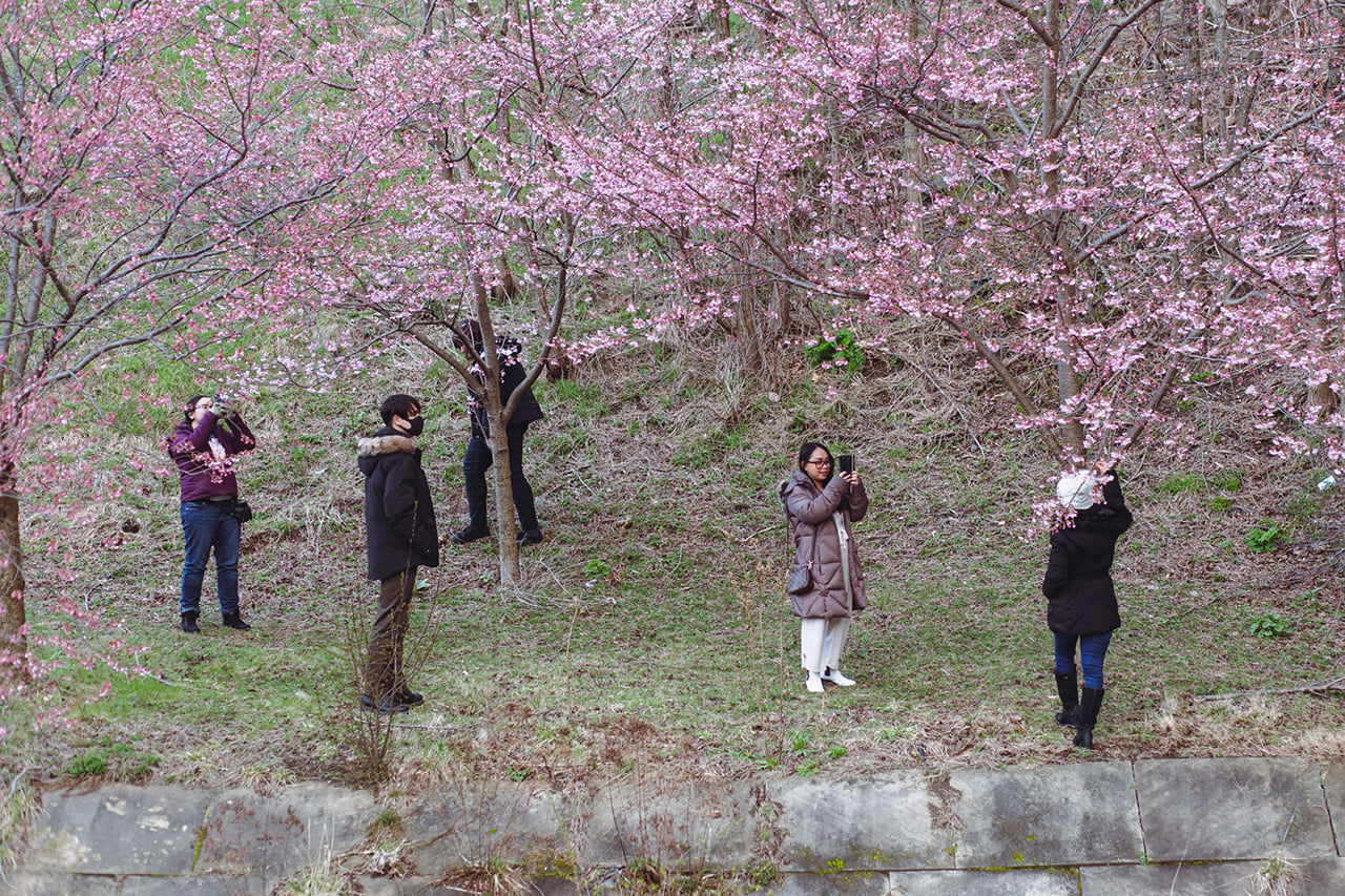 People standing on a grassy slope taking photos with trees full of pink blossoms