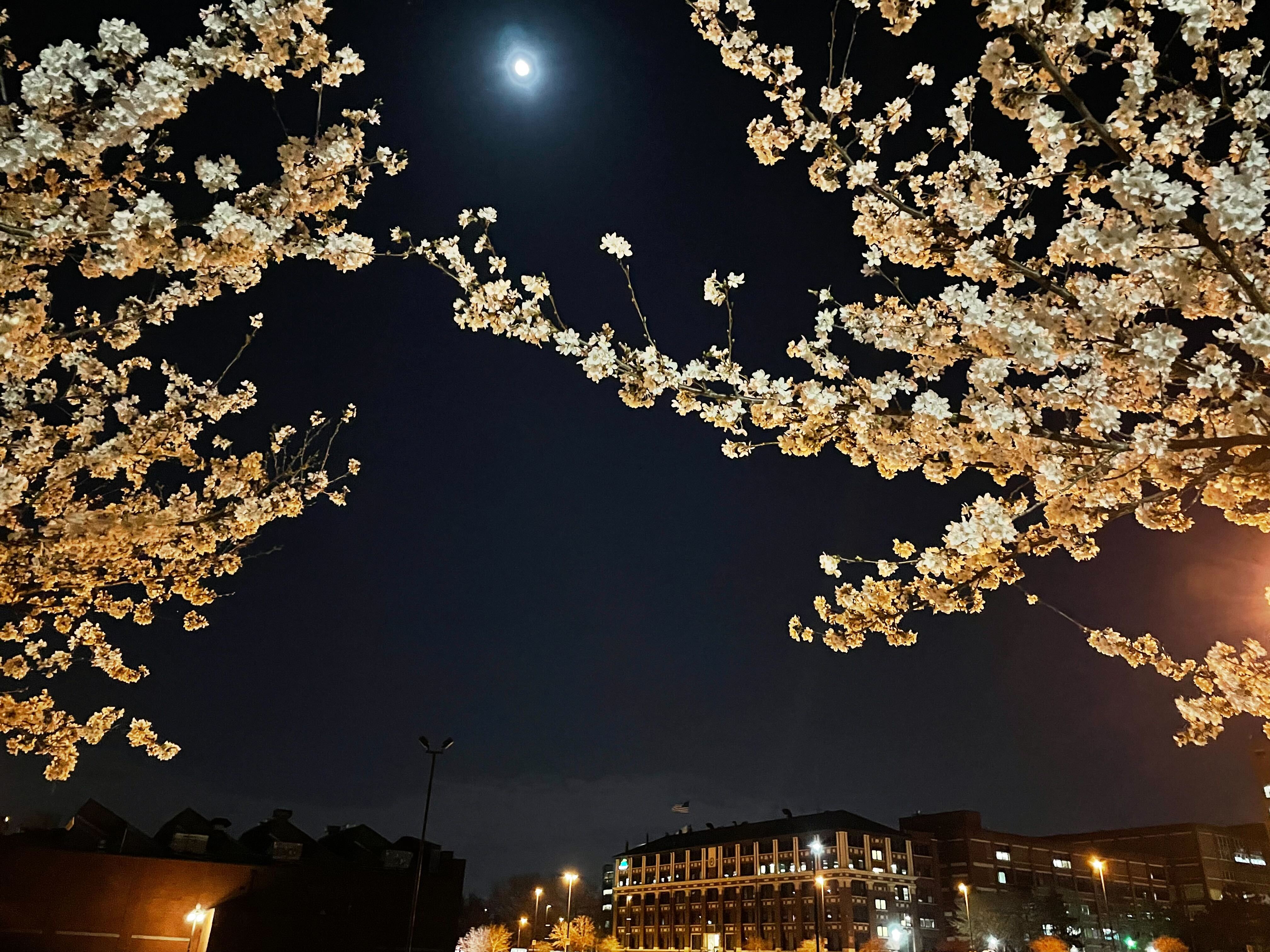 Whit cherry blossoms against the night sky, with the moon glowing
