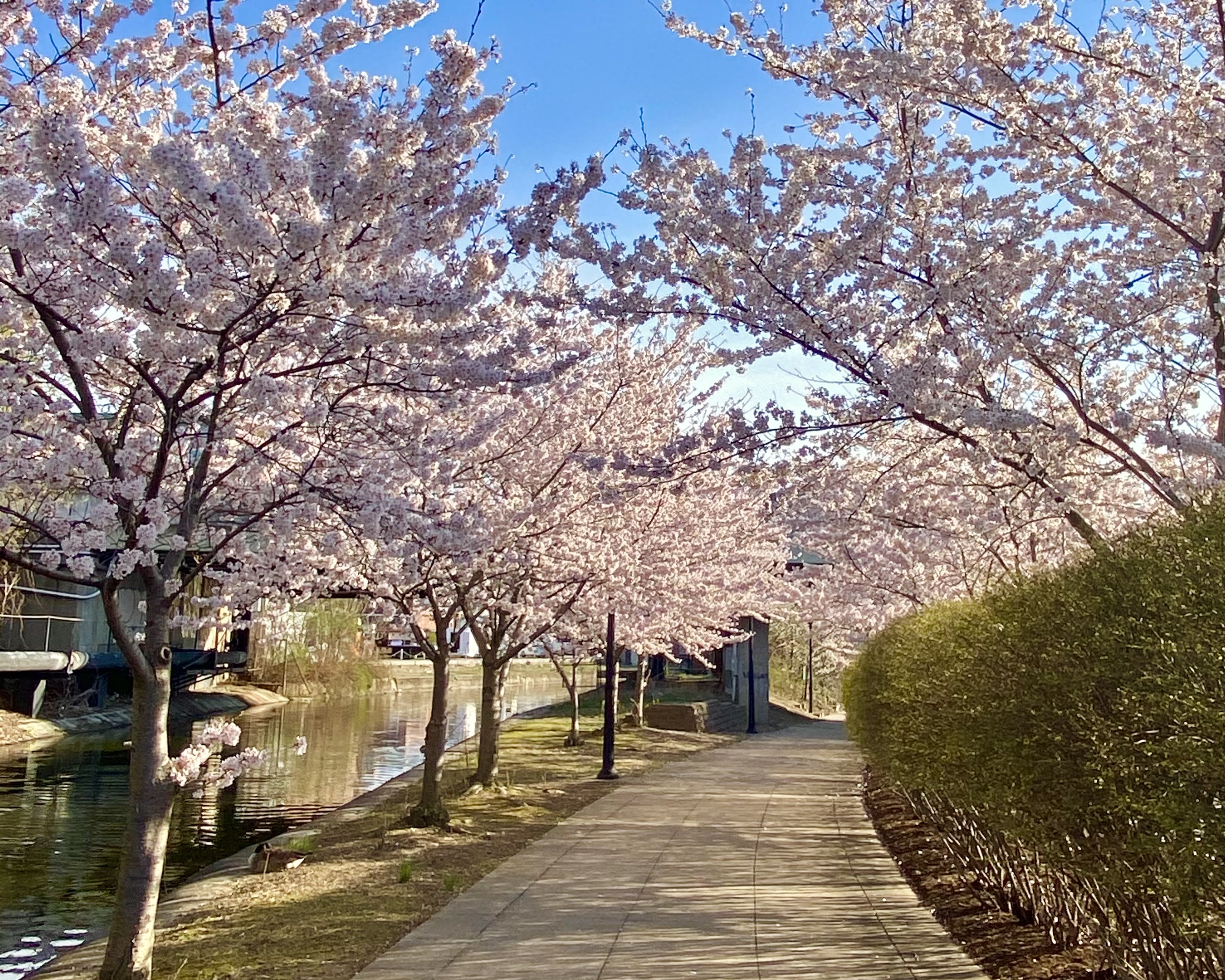 Light pink blossoms on trees lining a concrete path