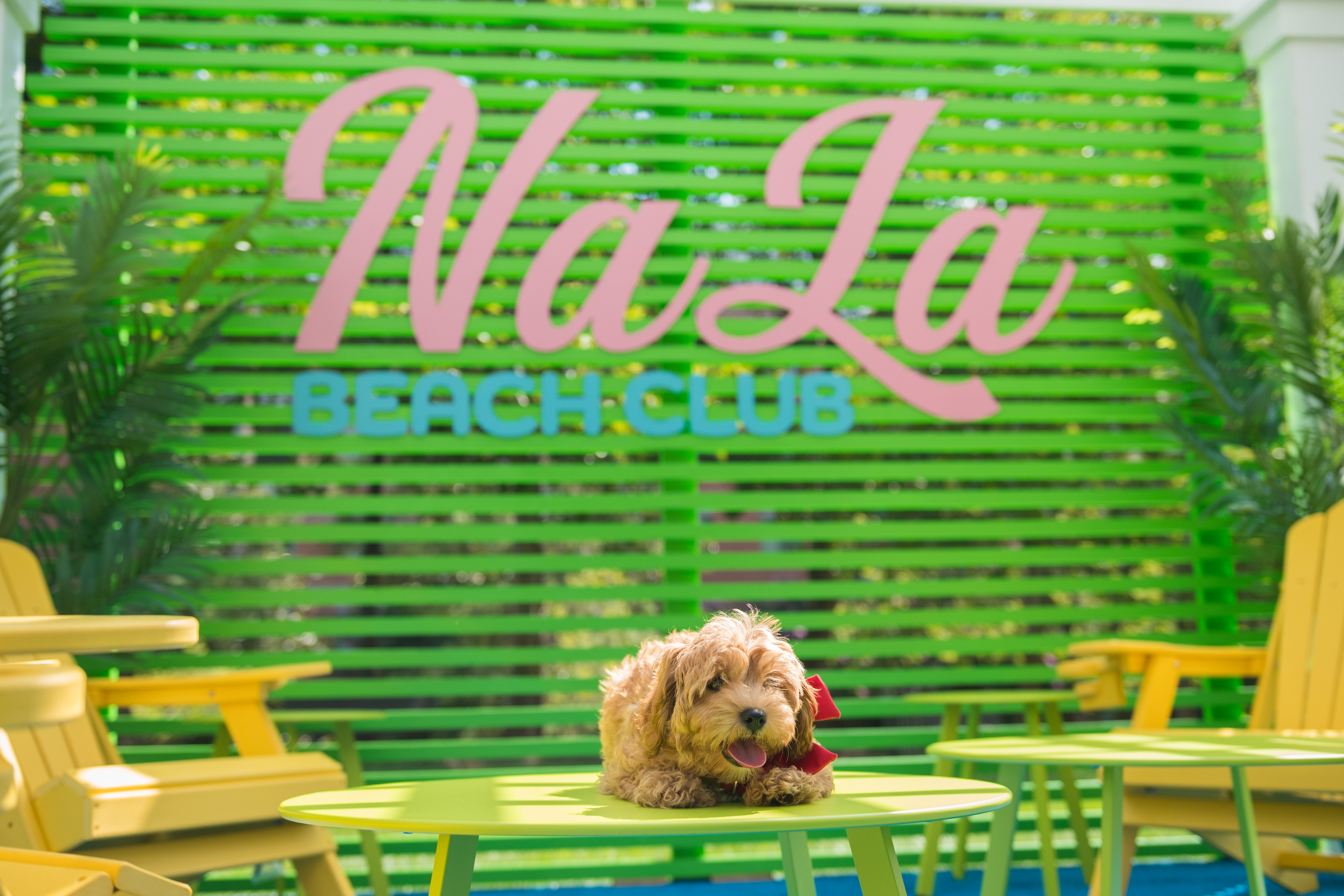NaLa Beach Club: Bark at the Beach 1