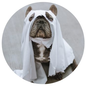 Spooktacular Safety Tips for Celebrating Halloween with Your Pup-kin –  Frenchie Bulldog